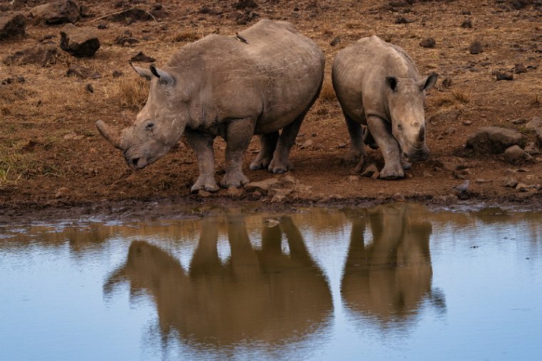 006 Nairobi Nationaal Park.jpg